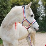 Ensemble complet de bride tête de cheval dragon, textile confortable résistant a l'usure, ulde cheval, ... Ensemble complet de bride tête de cheval dragon, textile confortable résistant a l'usure, ulde cheval, ...