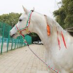 Ensemble complet de bride tte de cheval dragon, textile confortable rsistant a l'usure, ulde cheval, ...