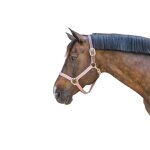 Licol pour cheval kentucky breakaway