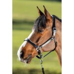 Licol en cuir pour cheval hfi two - tone