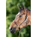 Licol en cuir pour cheval hfi wave