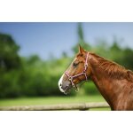 Licol nylon norton doubl� cuir taille cheval rouge / gris