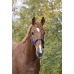 Licol nylon norton doublé cuir taille shetland bleu - noir Licol nylon norton doublé cuir taille shetland bleu - noir