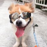 Lunette de soleil pour chien chat lunettes de protection uv impermeable pour chien chat en velo moto ...