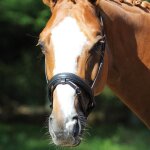 Muserolle protanner pull - back noir taille cheval Muserolle protanner pull - back noir taille cheval