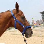 Sangle ajustable pour equitation, licol de cheval, ceintures tisses rglables pour courses en plein ...