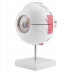 Modèle anatomique du globe oculaire humain Modèle anatomique du globe oculaire humain