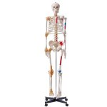 Modèle anatomique du squelette humain 182 cm - vevor - avec marquage des muscles modèle d'enseignement ... Modèle anatomique du squelette humain 182 cm - vevor - avec marquage des muscles modèle d'enseignement ...