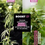 Asfasfq - boost up engrais stimulateur de floraison bio stimulateur pour plantes et cultures 250 ml accélérate ... Asfasfq - boost up engrais stimulateur de floraison bio stimulateur pour plantes et cultures 250 ml accélérate ...