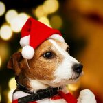 Chapeau de no�l pour chien et chat, 1 pi�ce, chapeau de no�l, nouvel an, en peluche, d�corations pour ...