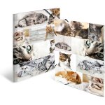 Cheng - 19219 lot de 3 porte - documents a3 en carton pour enfants avec impression intérieure et bande ... Cheng - 19219 lot de 3 porte - documents a3 en carton pour enfants avec impression intérieure et bande ...