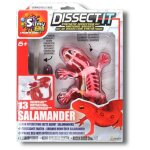 Dissect - it salamandre a dissequer