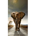 Elephant, rideau imprim� 140x245 cm, 1 part - enfants