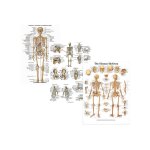 Ensemble d'affiches d'anatomie squelette + ligaments des articulations, 3 pièces, fournitures educatives ... Ensemble d'affiches d'anatomie squelette + ligaments des articulations, 3 pièces, fournitures educatives ...