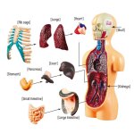 Ensemble de présentation d'anatomie du modèle de torse humain, jouets d'apprentissage d'anatomie, outils ... Ensemble de présentation d'anatomie du modèle de torse humain, jouets d'apprentissage d'anatomie, outils ...
