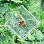 Figurine d'insecte, jouets en r�sine pour enfants, spider & coccinelles, scorpio, accessoires, sp�cimen ...