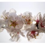 Flowers, rideau imprim 280x245 cm, 2 parts