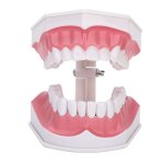 Mod�le de gencives dentaires ouvertes a 180 degr�s, vous montre la position de chaque dent, livr� avec ...