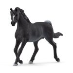 Horse club etalon arabe