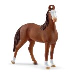 Horse club jument marwari