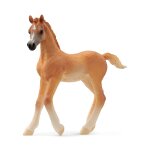 Horse club poulain arabe