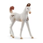 Horse club poulain marwari Horse club poulain marwari
