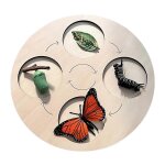 Jeu d'apprentissage du cycle de vie, puzzle du cycle de d�veloppement pour enfants, jeu d'apprentissage ...