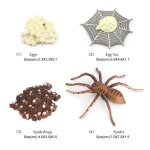 Jouets d'apprentissage et d'enseignement en classe, araigne, cycle de vie, insectes, collection
