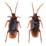 Jouet cafards réalistes, 12 pièces, gadget d'halloween, farces pratiques, modèles d'insectes en plastique ... Jouet cafards réalistes, 12 pièces, gadget d'halloween, farces pratiques, modèles d'insectes en plastique ...