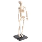 Jouet educatif d'anatomie mod�le squelette humain 42cm, syst�me osseux articul�, d�coration d'affichage ...