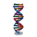 Jouet d'enseignement de structure a double h�lice abs, mod�les dna, a monter soi - m�me, pour les sciences ...
