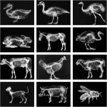 Kaaql - kit d'apprentissage de la science pour animaux de compagnie - table lumineuse pour enfants (thme ...