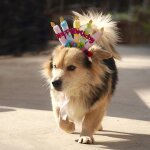 Kal - ensemble d'anniversaire pour animaux de compagnie chapeau d'anniversaire de chien pour animaux ...