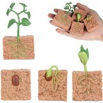 Kit de mod�le de croissance de plantes mungo, jouets educatifs pour l'apprentissage de la petite enfance, ...
