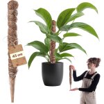 Letnerny - monstera tuteur ¿ tuteur en fibre de coco (45 cm), tige de coco et bton de mousse pour plantes ...