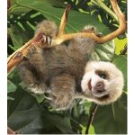 Marionnette en peluche bb paresseux (39 cm)