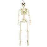Mini figurine en forme de squelette, 16 pouces, mod�le humain mobile d'halloween, corps complet, jouet, ...
