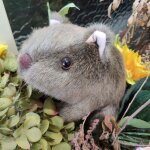 Peluche cochon d'inde sauvage 18 - 25cm, 1 pice, poupes souris, simulation de femme, jouets pour enfants, ...