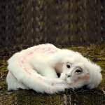 Peluche du dragon falkor blanc pour enfants, mignon, a la mode, dessin anim, animal, coussin, meilleurs ...