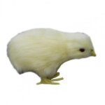 Peluche electrique douce et douce pour b�b�, jouet pour enfants, d�coration de lit, cadeau de no�l, 2021 ...