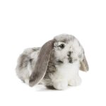 Peluche lapin bélier gris 30 cm Peluche lapin bélier gris 30 cm