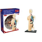 Permanent mixte bte / explora anatomie buste moitie