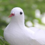 Plume artificielle en mousse d'oiseau, d�coration en plume blanche, bricolage artisanal pour mariage, ...