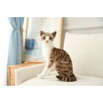 Poupe de chat dcoration de la maison endroit pittoresque zoo chat en peluche jouet education prcoce ...