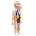 Puzzle 3d corps humain pour enfants, mod�le d'anatomie, jouets a assembler, kits educatifs scientifiques, ...