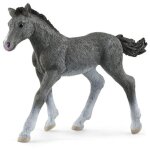 Schleich horse club poulain trakehnen