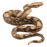 Simulation d'animaux sauvages, jouet de constrictor boa, mod�le de reptile amphibie, jouet d�licat