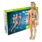 Simulation de squelette humain, mod�le d'anatomie du corps humain, accessoires d'enseignement educatifs ...