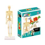 Modèle de squelette humain avec bras et jambes mobiles, accessoires educatifs, expérience de maison de ... Modèle de squelette humain avec bras et jambes mobiles, accessoires educatifs, expérience de maison de ...