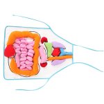 Tablier a structure organique humaine, outils d'enseignement de la maternelle, equipement d'enseignement ...